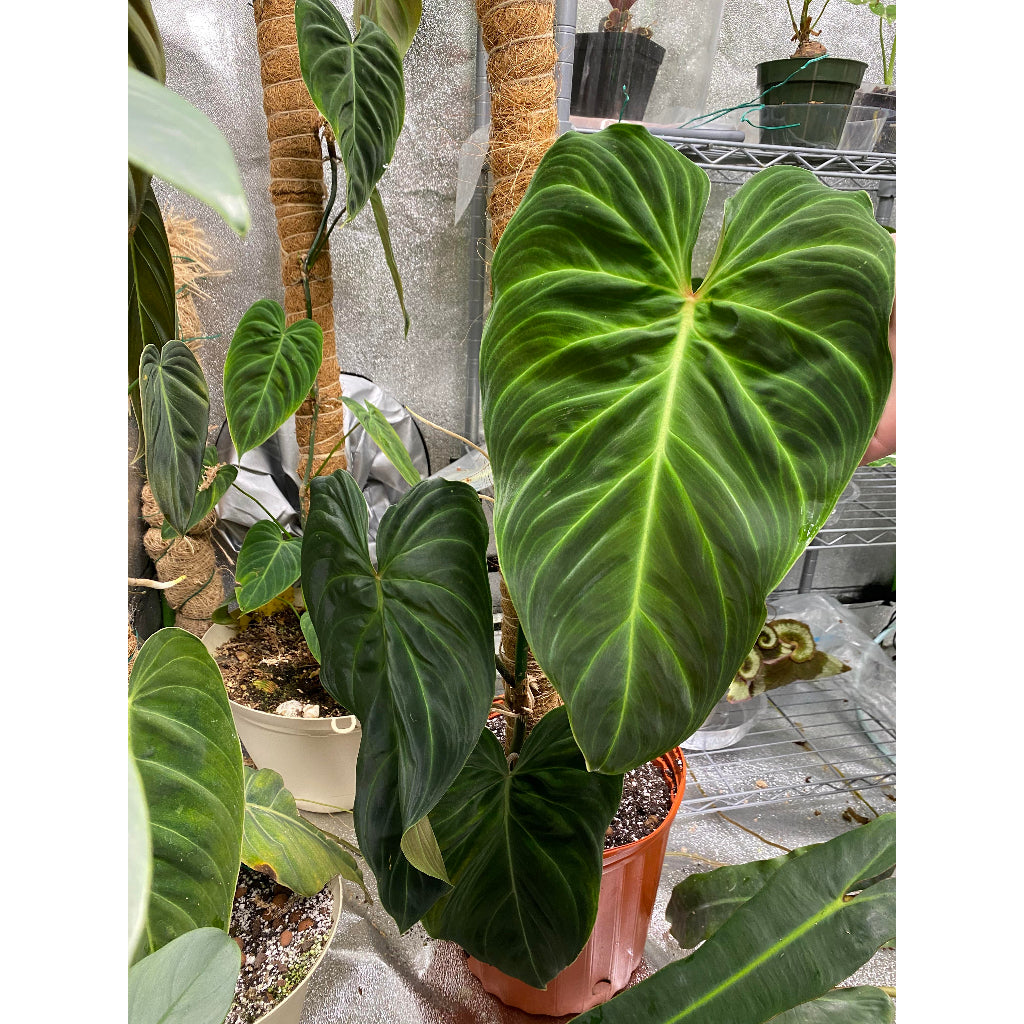 Sindo - Philodendron Splendid Fresh Cutting The Perfect Indoor Plant for Your Gardening Oasis