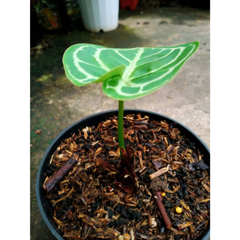 Sindo - Anthurium Magnificum Hybrid Exquisite Beauty for Your Indoor Oasis