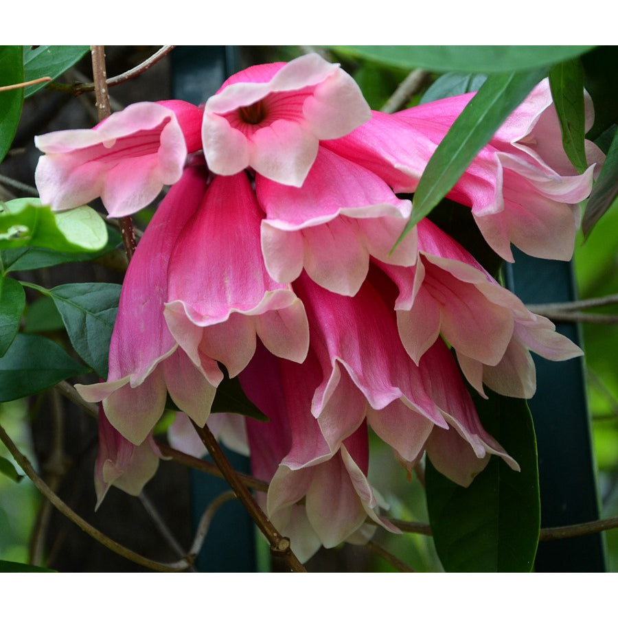 Sindo - Tecomanthe Dendrophila Revealing the Enchanting Beauty of Nature's Tropical Climber