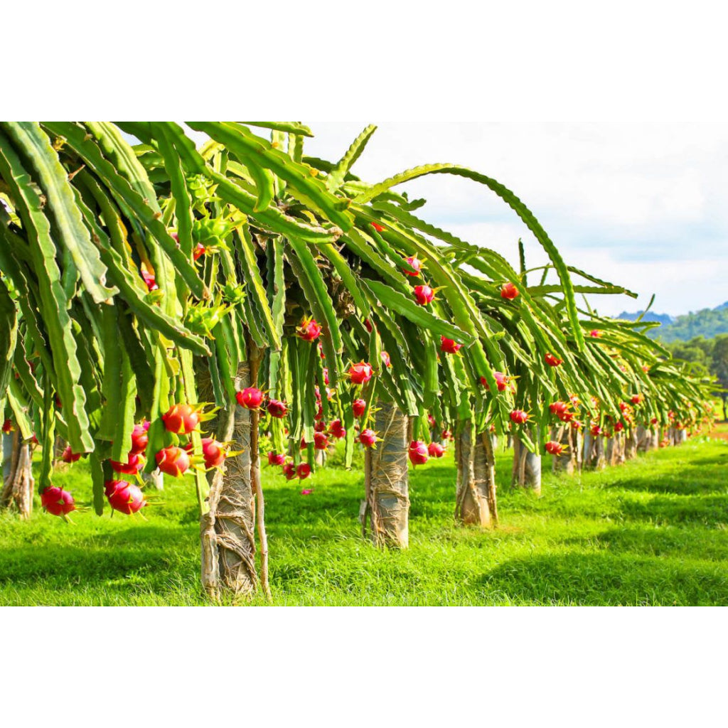 Sindo - Exotic Delights Selenicereus Undatus - Dragon Fruit for Your Garden Oasis