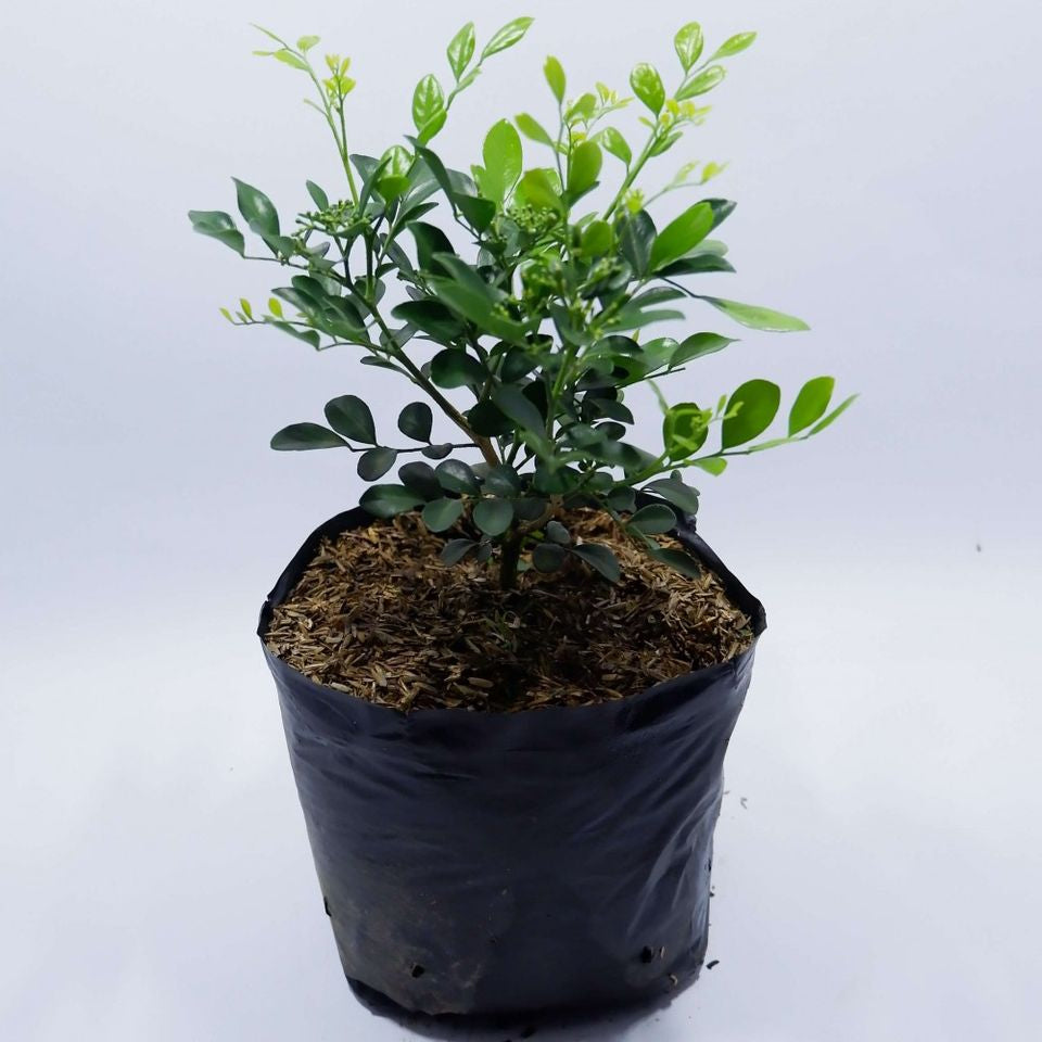 Sindo - Exquisite Fragrance Aglaia Odorata Lour - Elevate Your Garden