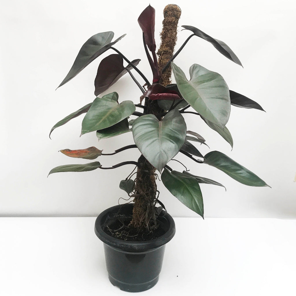 Sindo - Caring for Philodendron Dark Lord Fresh Cuttings Year-round Care Guide
