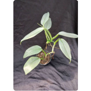 Sindo - Caring for Philodendron Hastatum Silver Fresh Cuttings Year-round Care Tips
