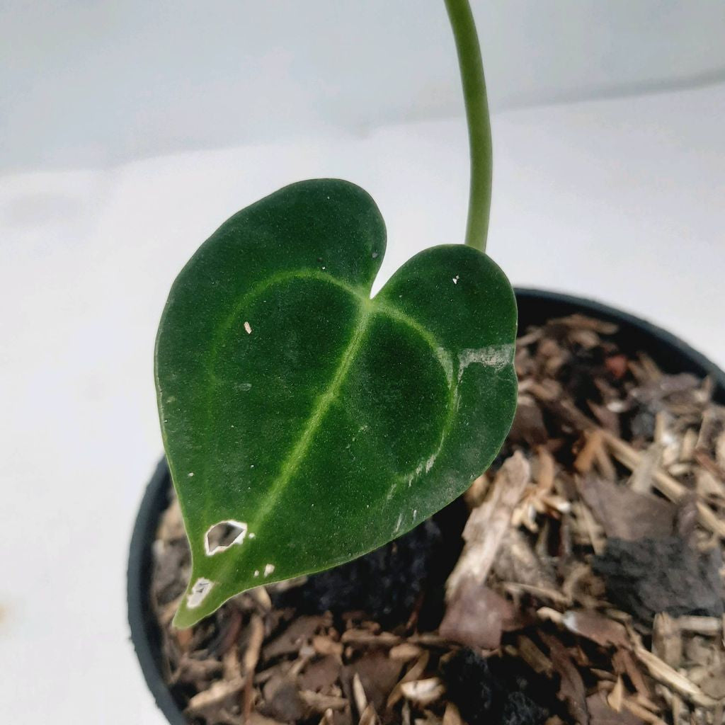 Sindo - Anthurium Clarinervium Unveiling the Majestic Beauty of Nature By Plantszone