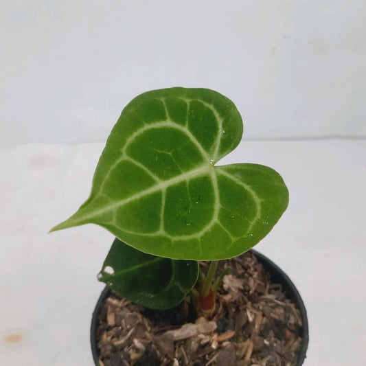 Sindo - Anthurium Clarinervium Unveiling the Majestic Beauty of Nature By Plantszone