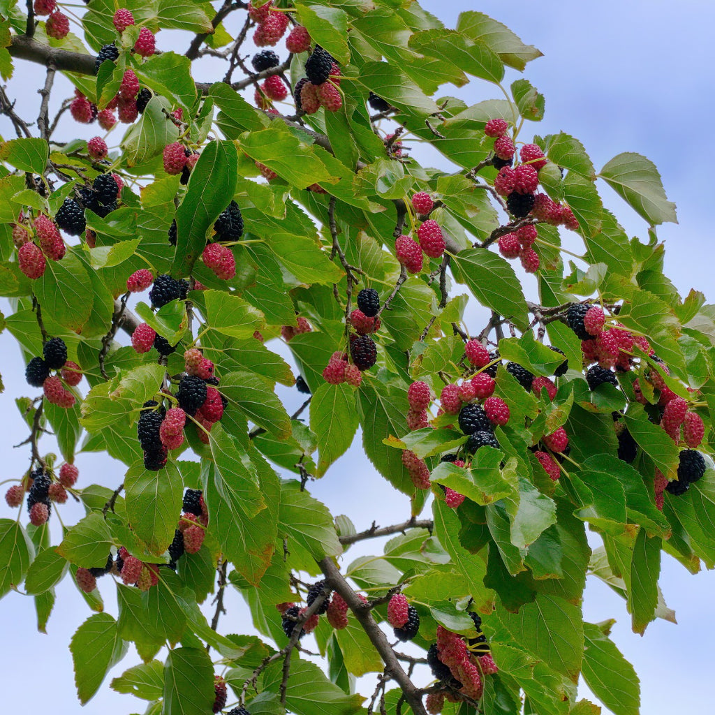 Sindo - Tropical Delight Morus - Your Exquisite Mulberry Tree for Gardening Bliss