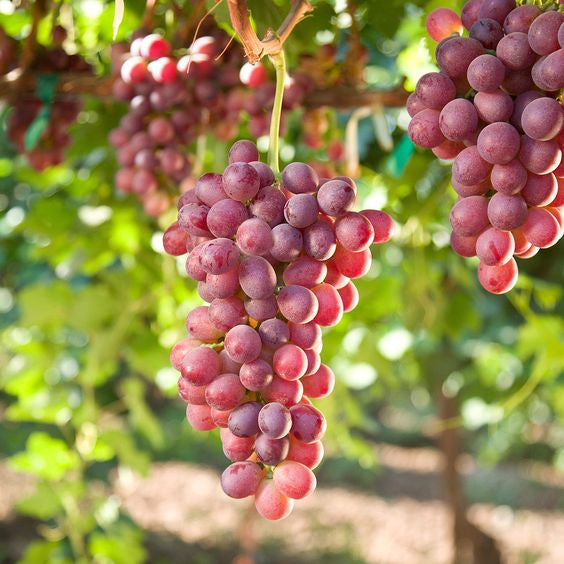 Sindo - Red Prince Grape Vine Singapore's Captivating Red Prince Grape Vine