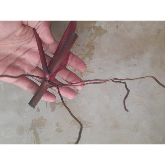 Sindo - Caring for Philodendron Dark Lord Fresh Cuttings Year-round Care Guide