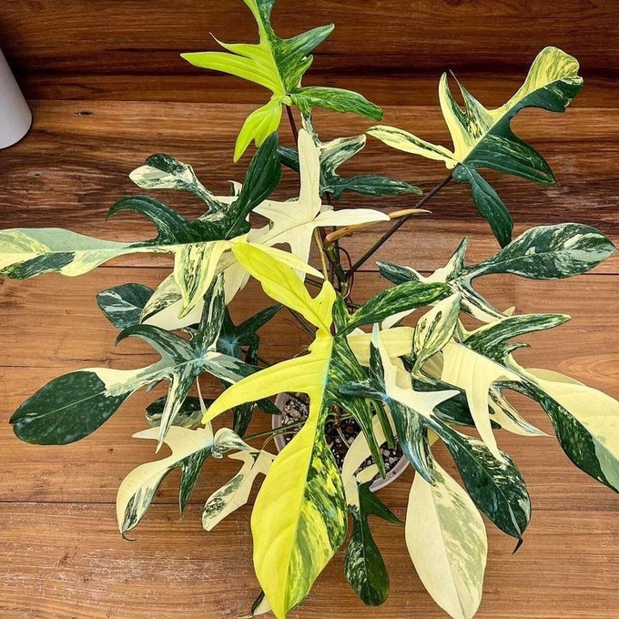 Sindo - Philodendron Variegated Fresh Cutting Collection, Philodendron Plants Exquisite