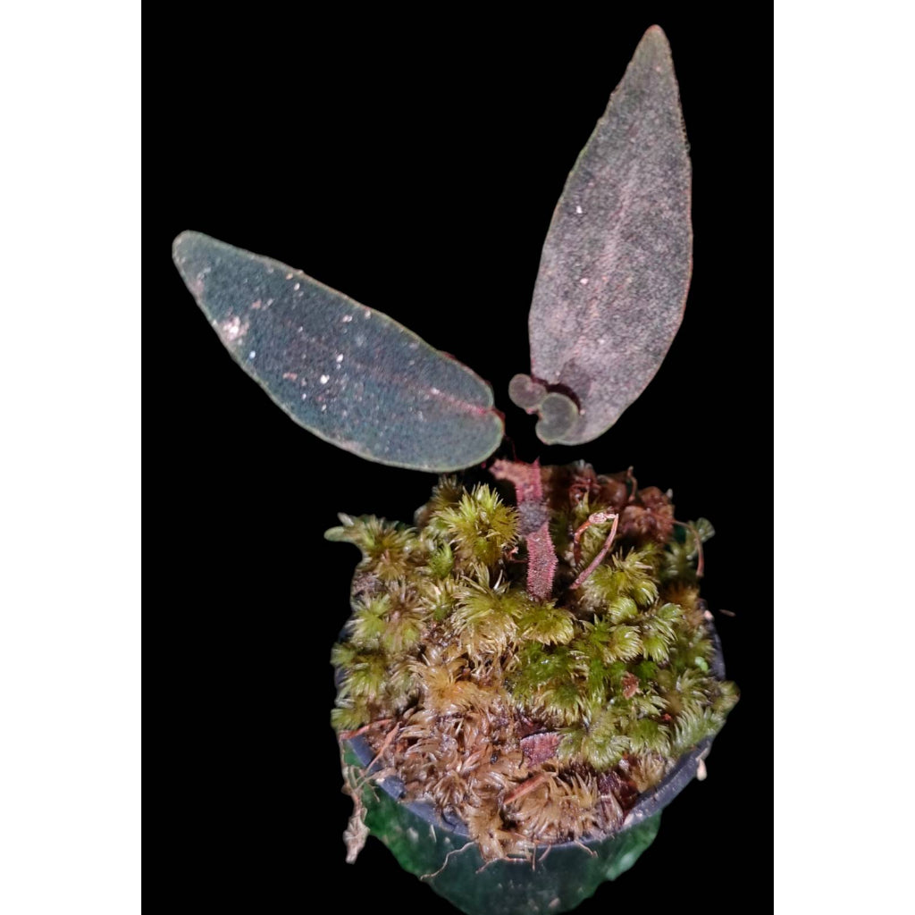 Sindo - Sonerila Sp Live Plant R9L95BXDA1