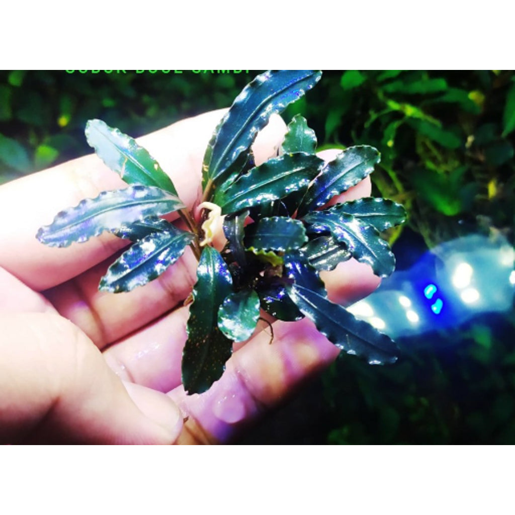 Sindo - Bucephalandra sp. Nanga Pinoh Green Per Rhizome