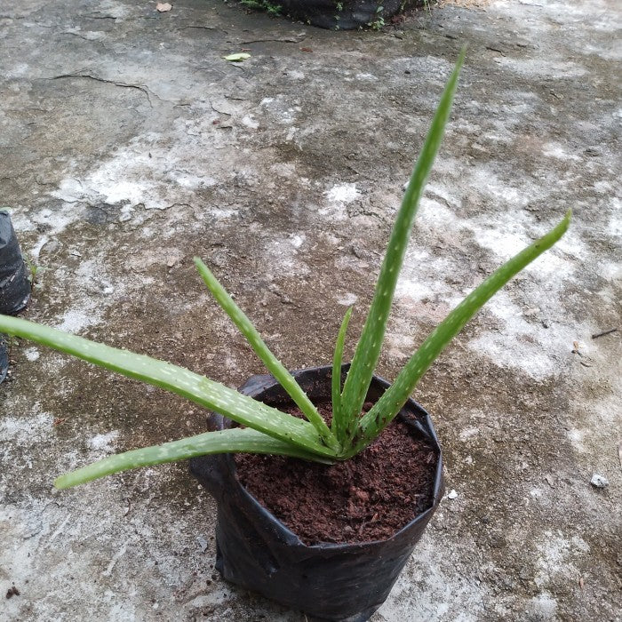 Sindo - Aloe Vera Plant for Face, Skin, and Hair Beauty