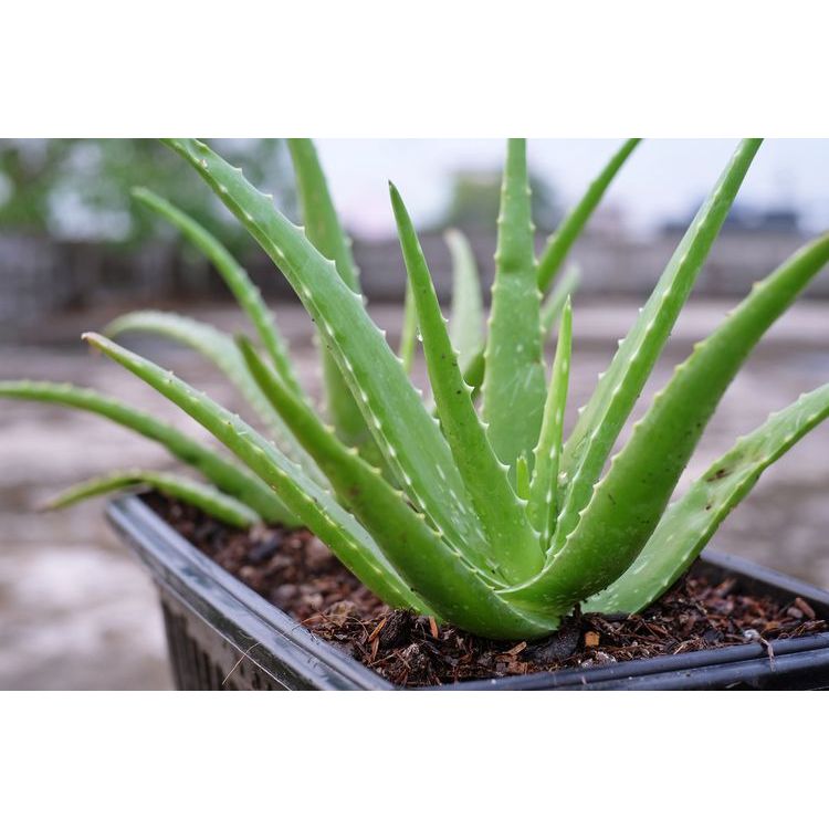 Sindo - Aloe Vera Plant for Face, Skin, and Hair Beauty