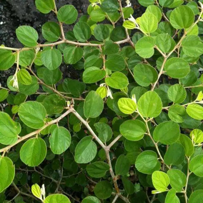 Sindo - Bidara Plant for Ruqyah: Authentic Islamic Healing from Arabia