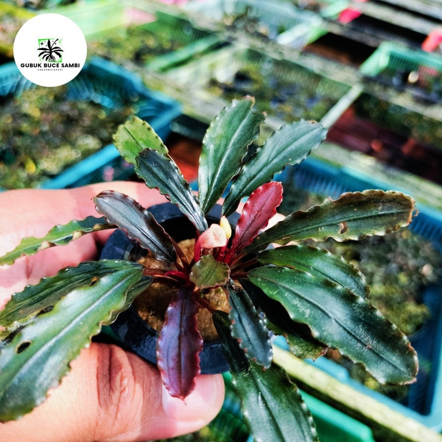 Sindo - Bucephalandra Kalteng Kedagang Red Per Pot