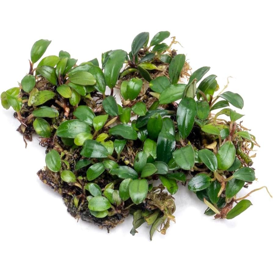 Sindo - Bucephalandra Mini Coin - Per Rizhome Elegant Aquatic Plant