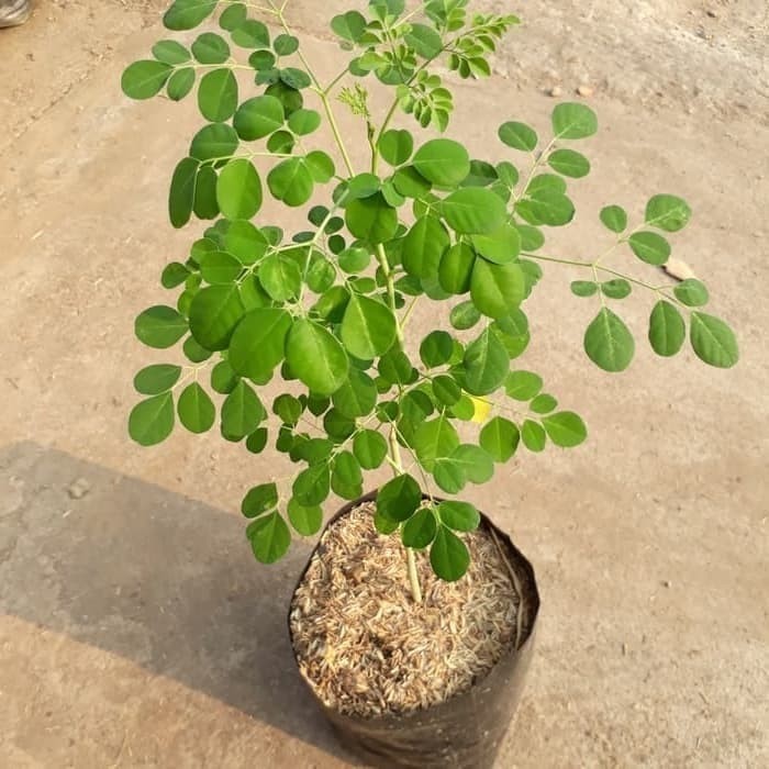 Sindo - Moringa Plant: Superfood for Health and Wellness
