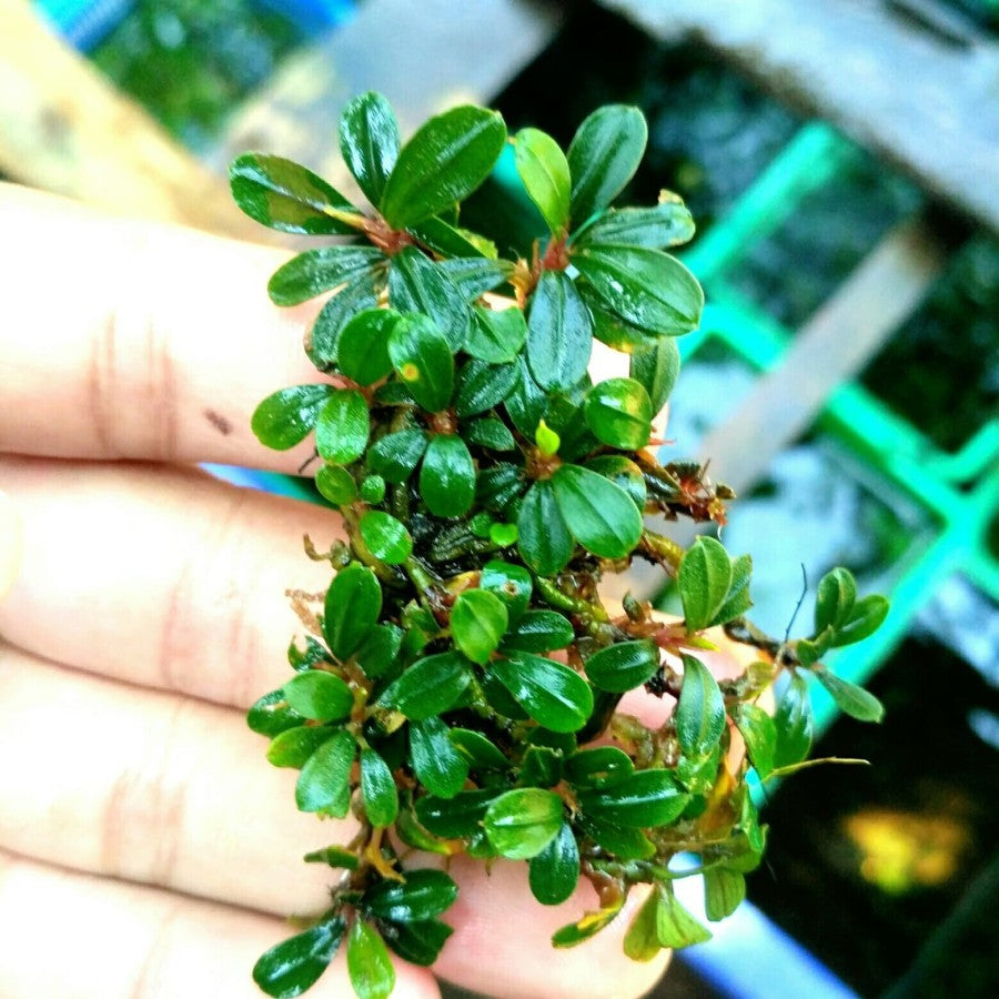 Sindo - Bucephalandra sp. Mini Sanggau - Unique Aquatic Plant