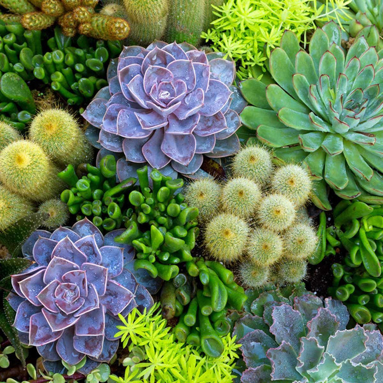 Succulent