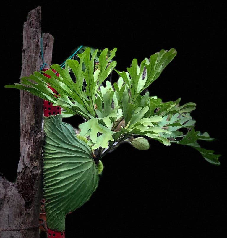 Platycerium