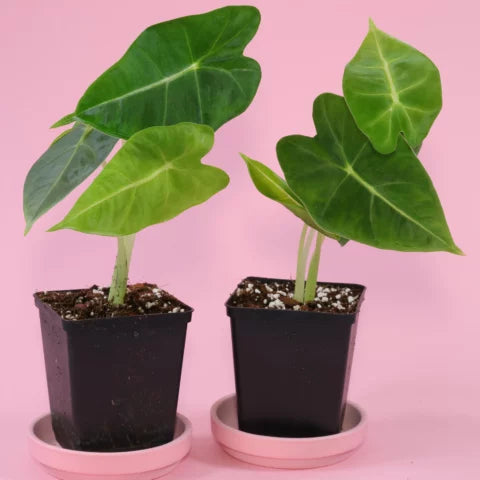 Alocasia