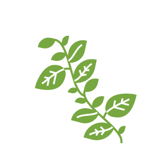 Climbing Vine