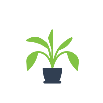 Indoor Plant