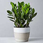 Ornamental Plant