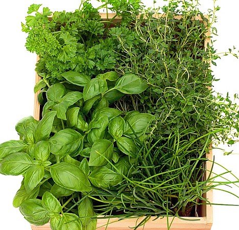 Herb