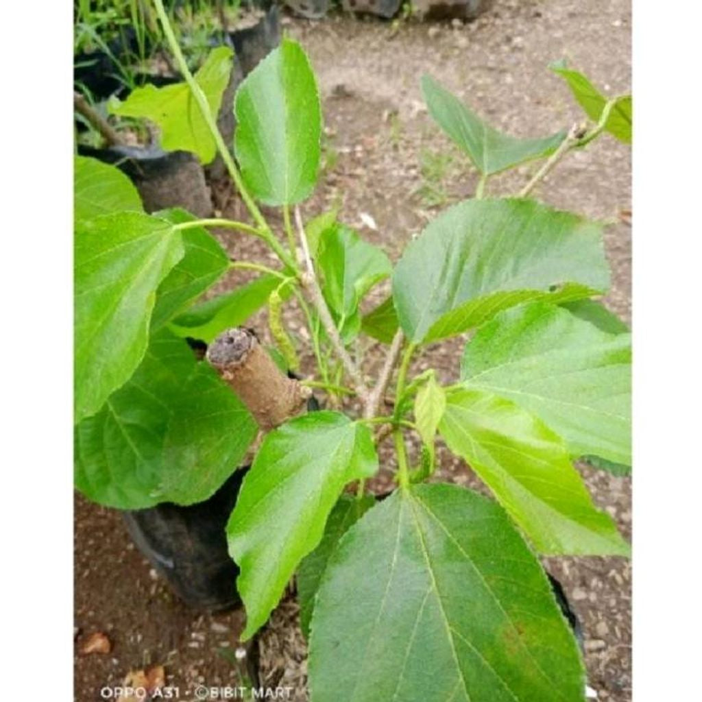 Sindo - Morus Alba Long Live Plant S5VVZF1OEM