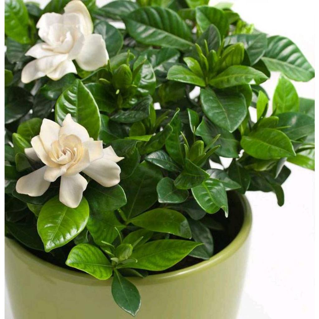 Gardenia jasminoides -  - Pokok Kacapiring - गार्डेनिया पौधा Gardenia Jasminoides – Fragrant Blooms for a Serene Garden, Tropical Elegance, Aromatic White Flowers, Indoor-Outdoor Favorite LIVE PLANT