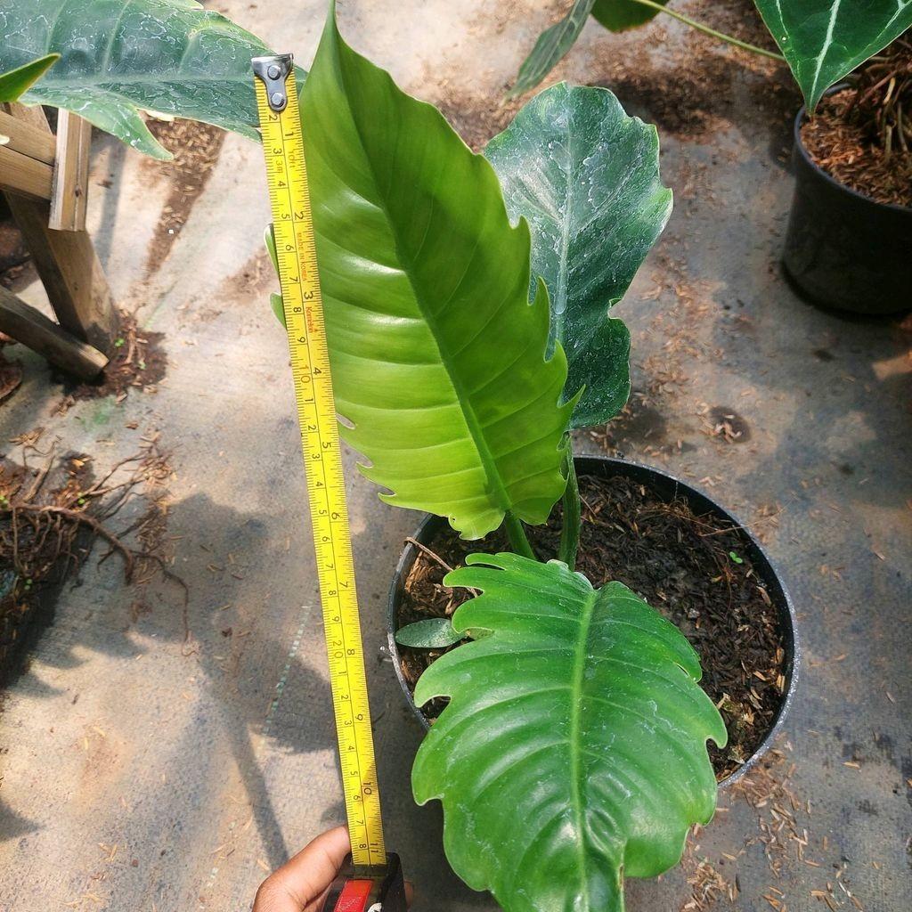 Philodendron Green Saw -  - Pokok Philodendron Gergaji Hijau - फिलोडेंड्रोन ग्रीन सॉ पौधा Philodendron Green Saw – Deep Green Jagged Leaves, Tropical Split-Leaf Aroid, Fast-Growing Climber, Decorative Indoor Jungle Plant, LIVE PLANT
