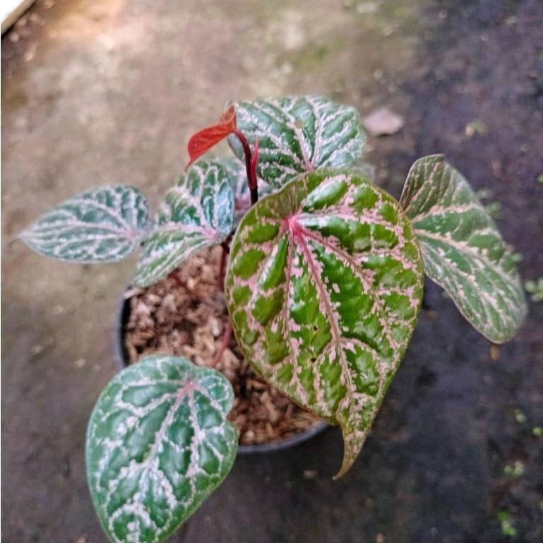 Piper ornatum -  - Pokok Sirih Merah - पिपर ऑर्नेटम पौधा Piper Ornatum – Red Veined Herbal Climber, Decorative Medicinal Vine, Easy Tropical Grower, Indoor-Outdoor Foliage LIVE PLANT