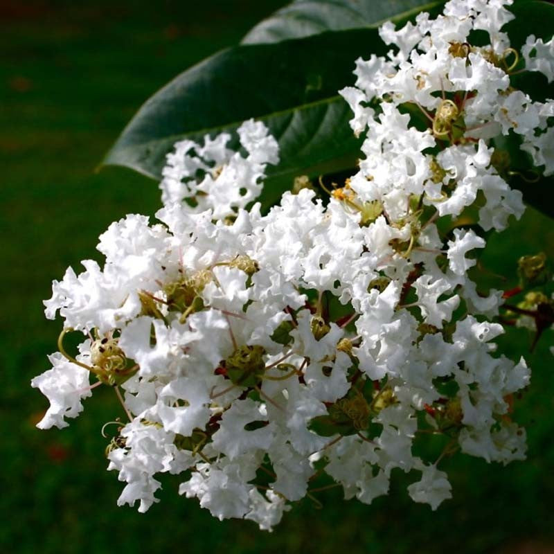 Sindo - White Crape Myrtle   A Serene Delight for Your Garden Oasis Live Indoor Plant