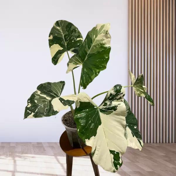 Alocasia Macrorrhiza Variegated -  - Pokok Alocasia Gajah Variegated - अलोकेसिया मैक्रोर्रिज़ा Alocasia Macrorrhiza – Giant Variegated Leaves, Tropical Statement, Rare Foliage, Fast Growing, Garden Showstopper LIVE PLANT