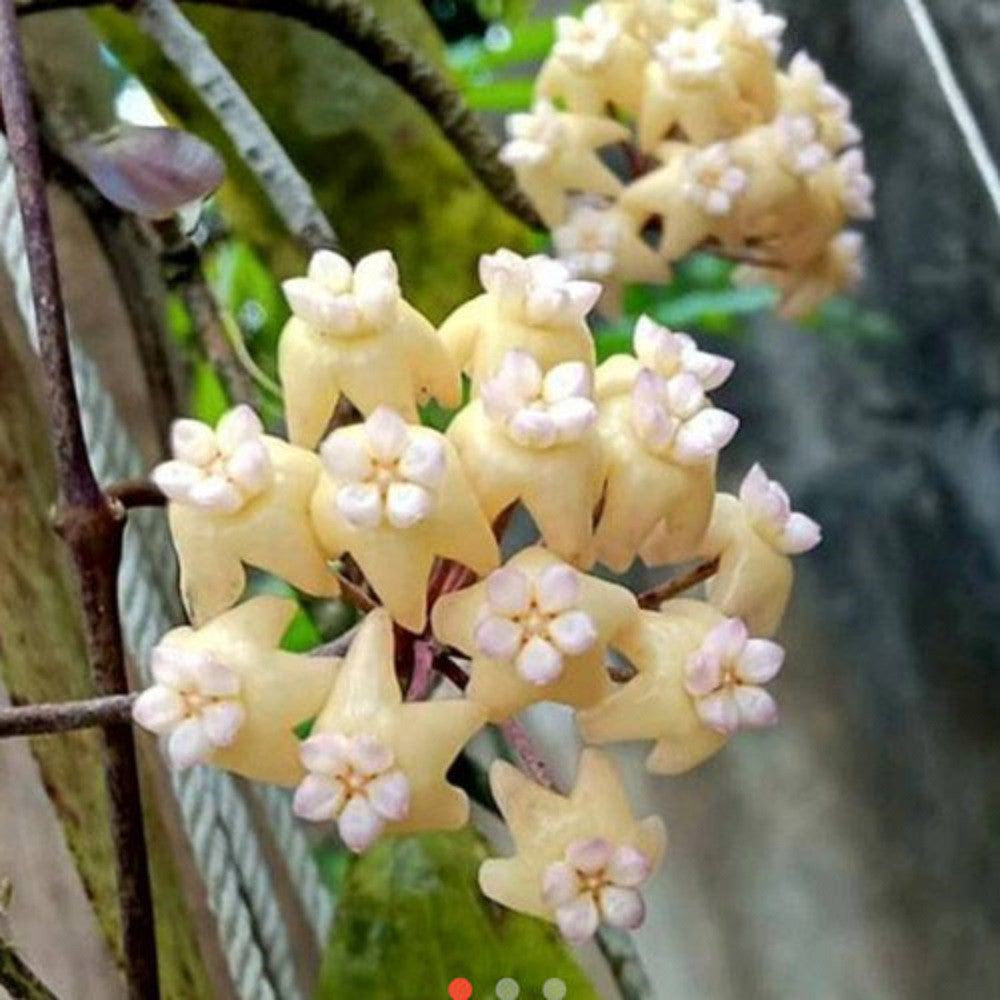 Hoya Rindu Raflesia