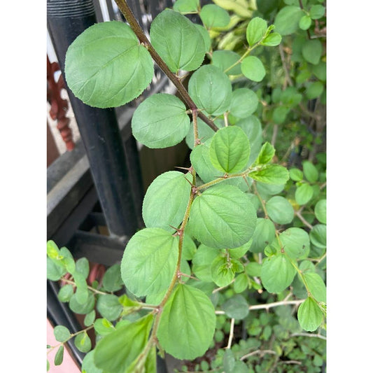 Sindo - Arabian Bidara, Your Great Garden Companion