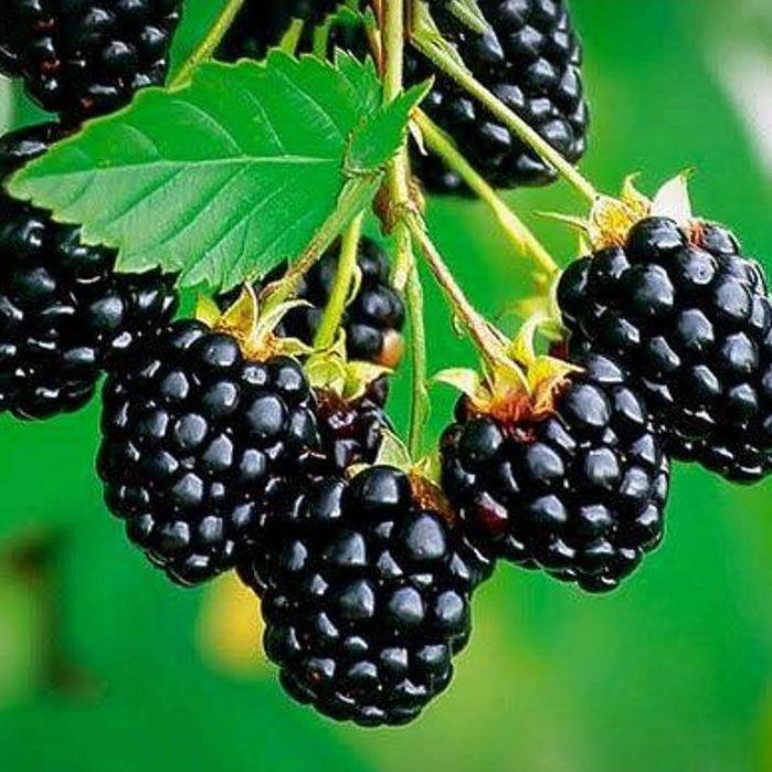 Blackberry (Rubus fruticosus) -  - Pokok Blackberry - ब्लैकबेरी पौधा Blackberry – Sweet & Tangy Juicy Berries, High in Antioxidants, Compact Fruiting Vine, Urban Garden Favorite LIVE PLANT