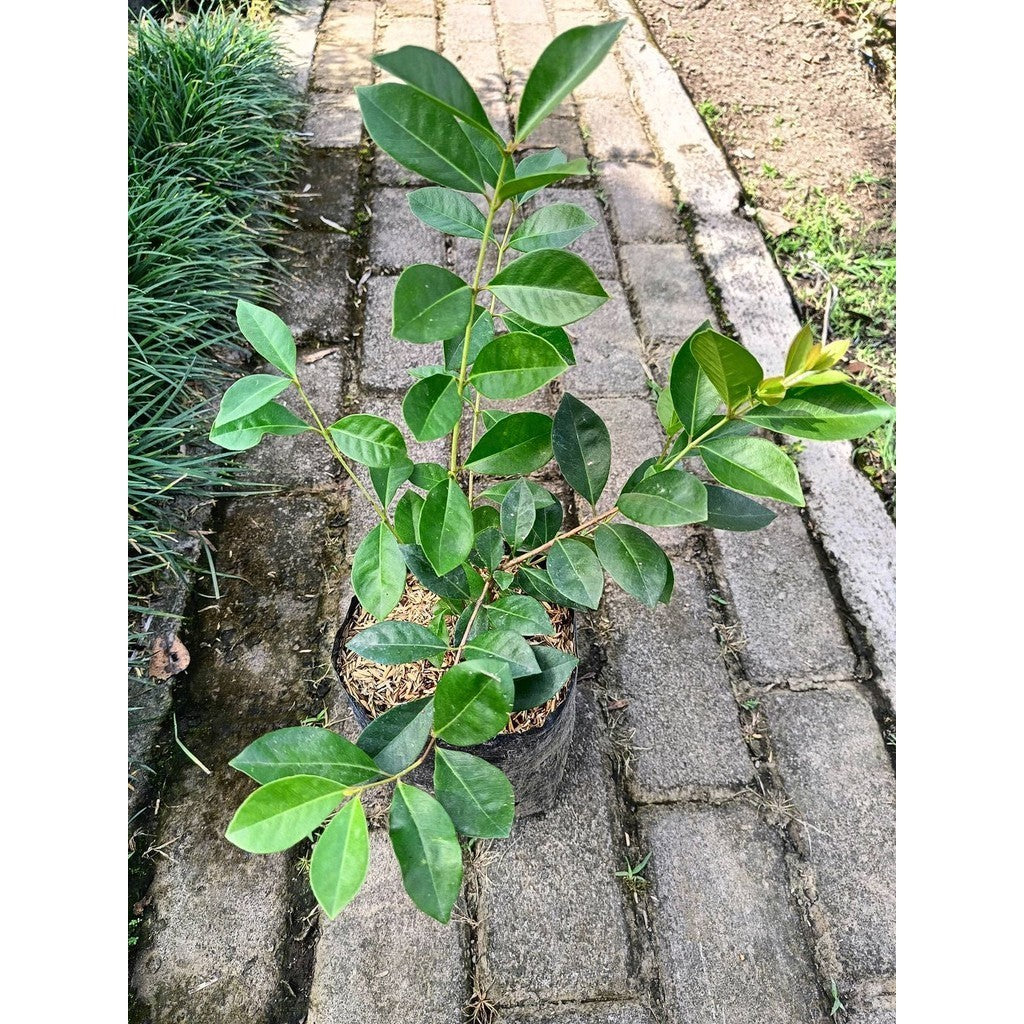 Sindo - Strawberry Guava Live Plant IDXQZYRMLL