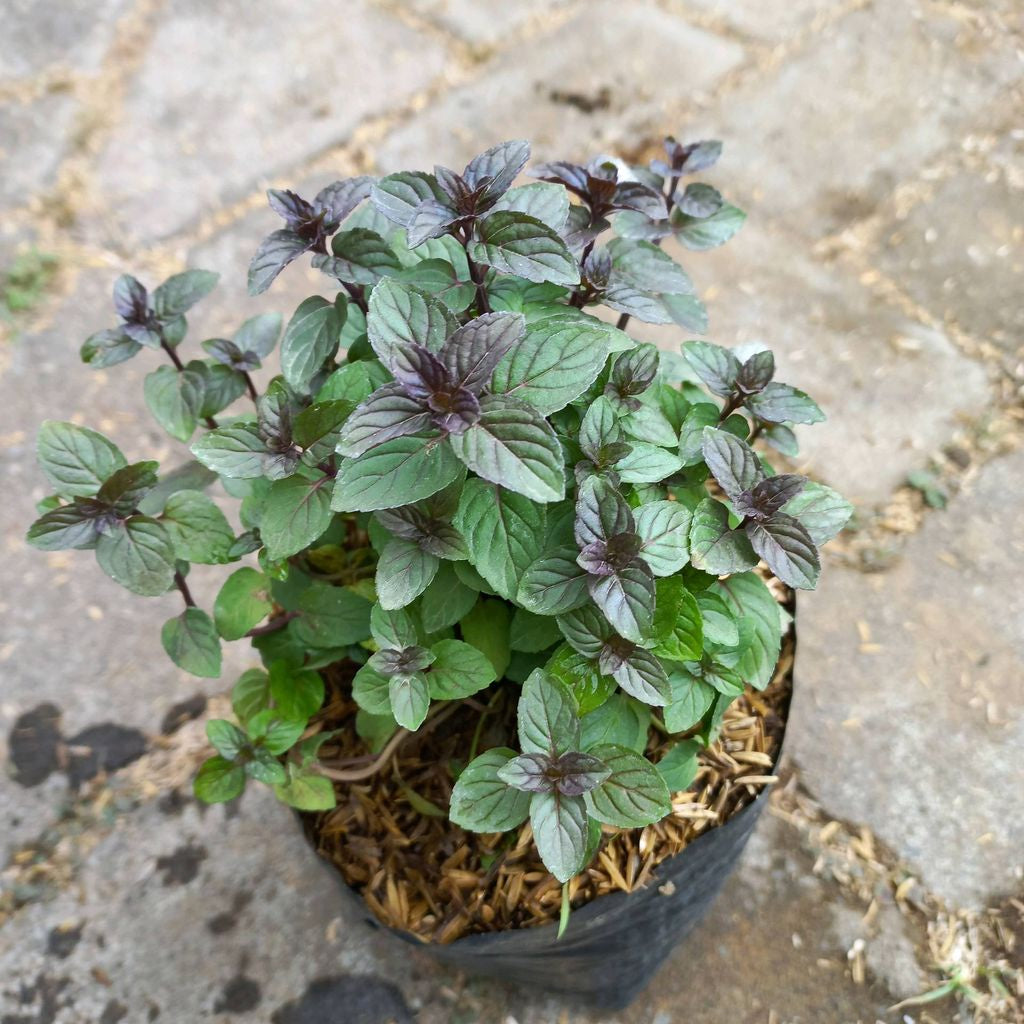 Sindo - Chocolate Mint Live Plant P9FNX3R5G8