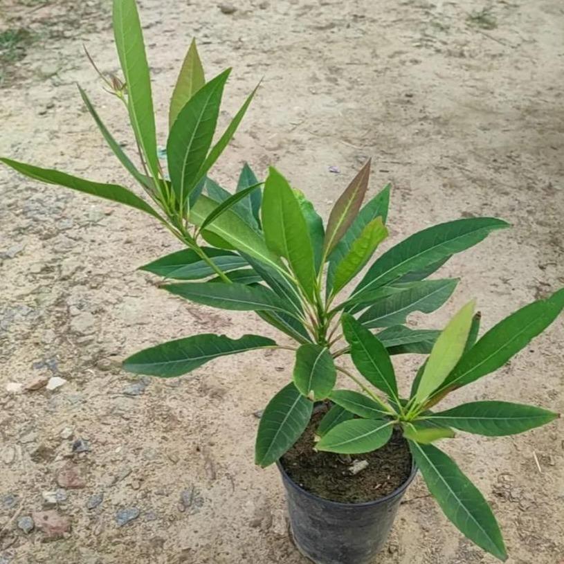 Rudraksha (Elaeocarpus ganitrus) -  - Pokok Rudraksha - रुद्राक्ष पौधा Rudraksha – Spiritual Tree, Sacred Beads, Rare Himalayan Origin, Meditation Use, Symbol of Peace LIVE PLANT