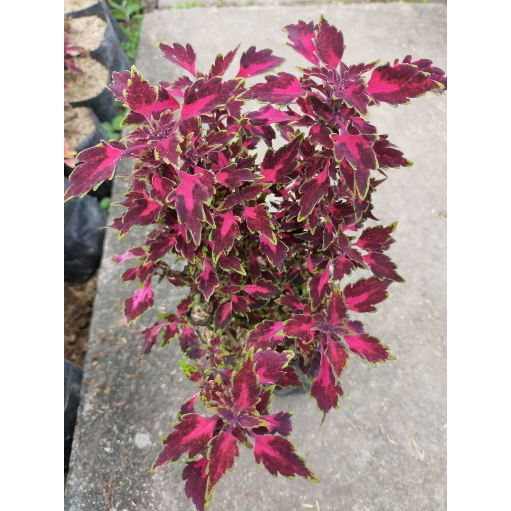 Sindo - Coleus Live Plant 83ZZOU459T