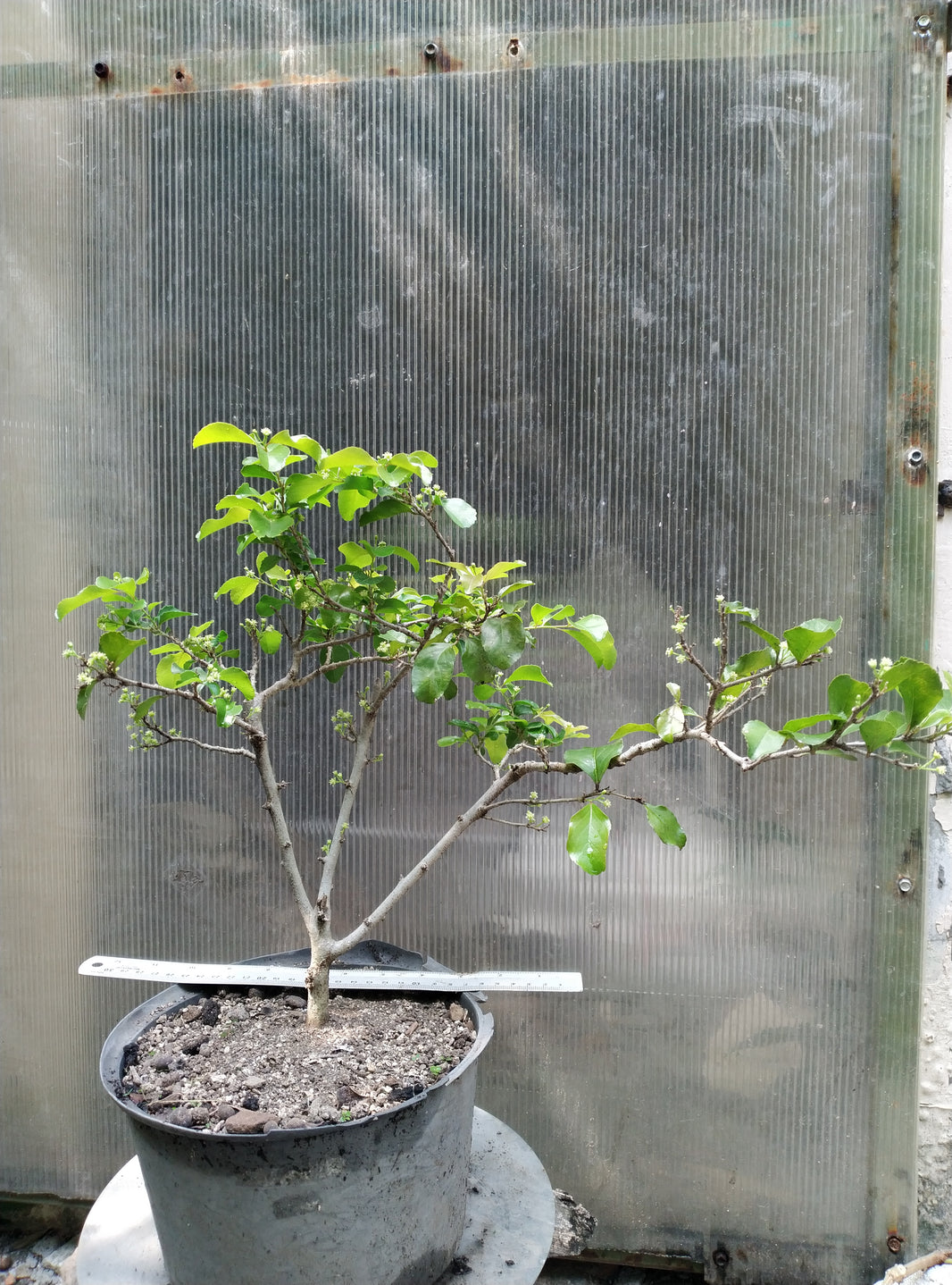 Japanese Cherry