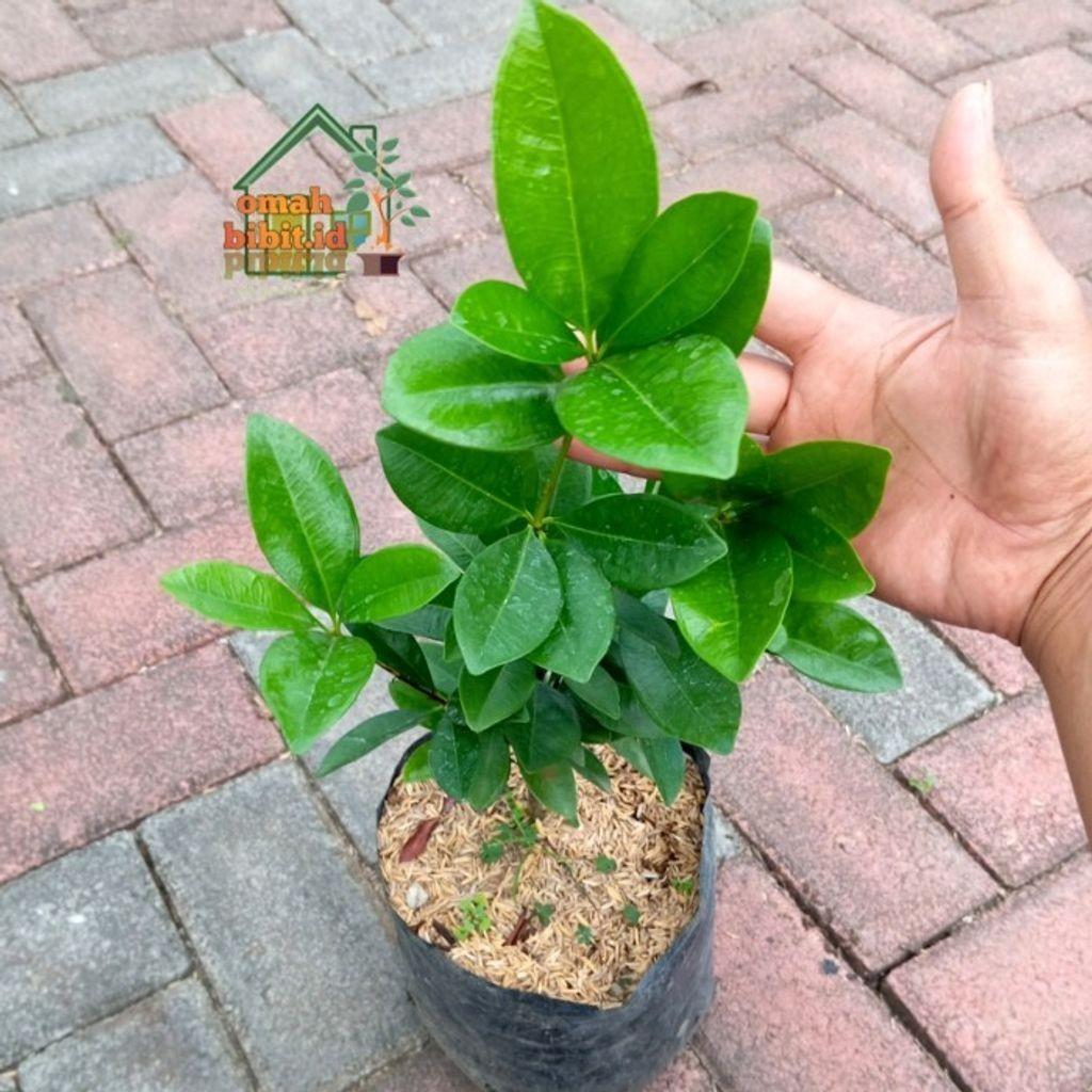 Black Pitomba / Grumichama (Eugenia brasiliensis) -  - Pokok Pitomba Hitam - काला पिटोम्बा पौधा Black Pitomba Grumichama – Exotic Cherry-Like Fruit, Sweet & Tart Flavor, Rare Tropical Tree, Edible Beauty, LIVE FRUITING PLANT