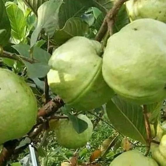 Green Jordan Fig (Ficus carica ‘Green Jordan’) – Seedling -  - Anak Pokok Buah Tin Green Yordan - ग्रीन जॉर्डन अंजीर पौधा Green Jordan Fig – Sweet Edible Fruit, Rare Tropical Variety, Compact Grower, Garden-to-Table Delight, LIVE SEEDLING PLANT