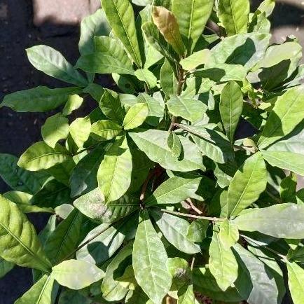Miracle Berry (Synsepalum dulcificum) -  - Pokok Buah Ajaib - चमत्कारी बेरी पौधा Magical Miracle Berry – Turns Sour to Sweet, Fun Edible Experience, Compact Tropical Shrub, Health-Friendly Fruit LIVE PLANT