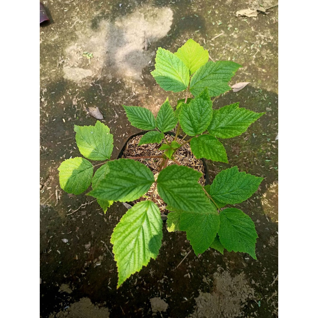 Raspberry Live Plant