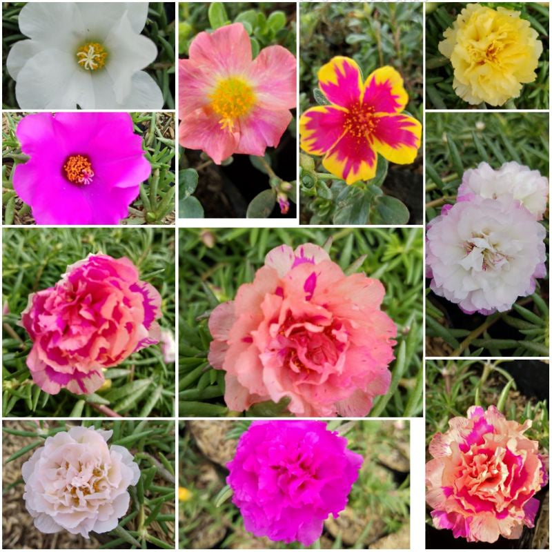 Moss Rose / 马齿苋花 / Bunga Krokot / गुलाबी फूल – Portulaca Grandiflora Singapore – Drought Tolerant, Fast Blooming, Colorful Flowers, Easy Care, Sun Loving – LIVE PLANT