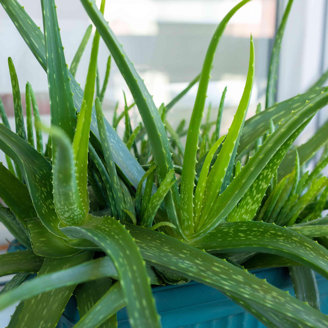 Aloe Vera Plant (Aloe barbadensis) -  - Pokok Lidah Buaya - एलोवेरा पौधा Aloe Vera – Soothing Gel Plant, Natural Skincare, Easy to Grow, Indoor Herbal, Anti-Acne LIVE PLANT