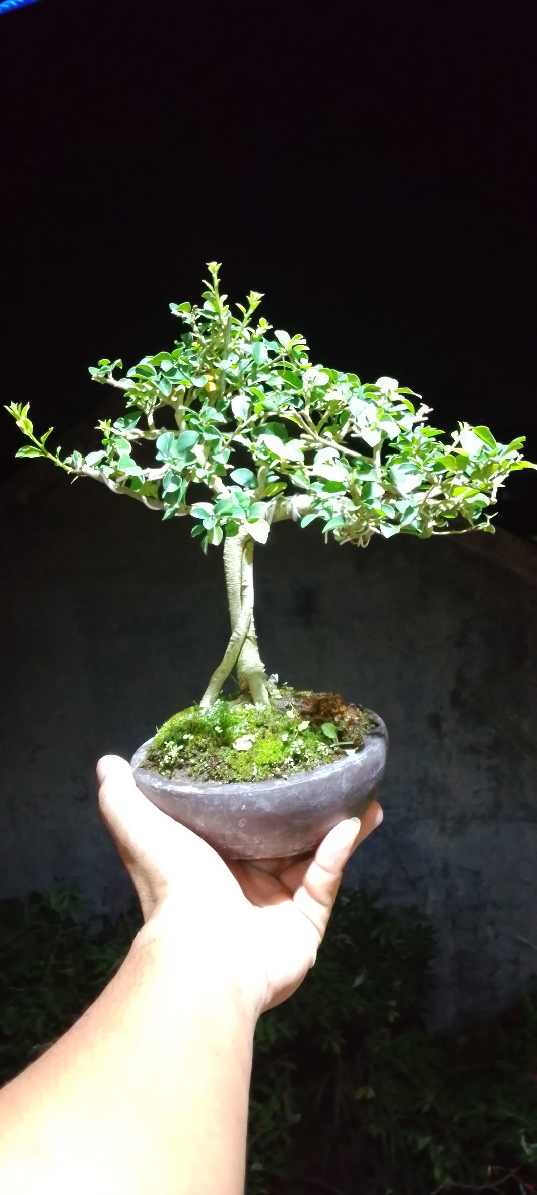 Bonsai cudrania sinensis Risman Arisandi